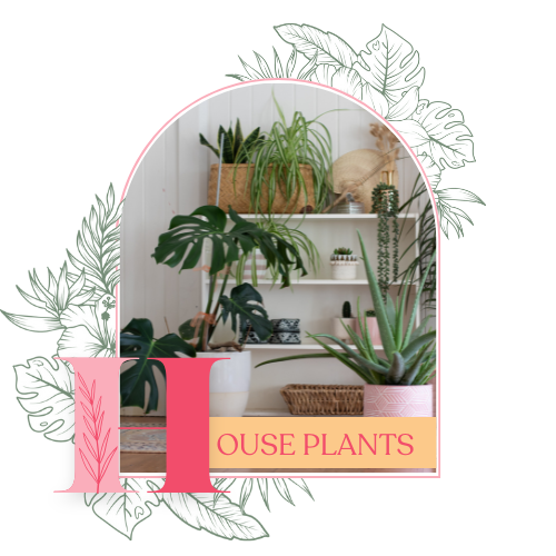 Houseplants
